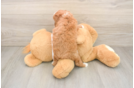 Best Cavapoo Baby