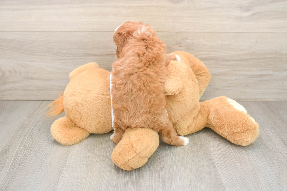 Best Cavapoo Baby