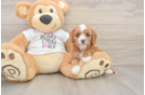 Cavapoo Pup Being Cute