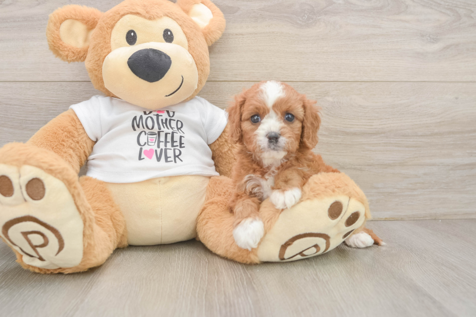 Cavapoo Pup Being Cute