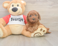 7 week old Cavapoo Puppy For Sale - Seaside Pups