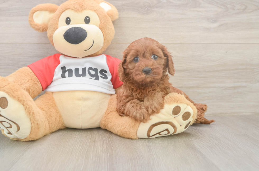 5 week old Cavapoo Puppy For Sale - Seaside Pups