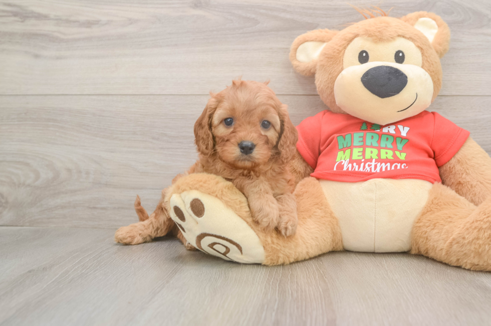5 week old Cavapoo Puppy For Sale - Seaside Pups