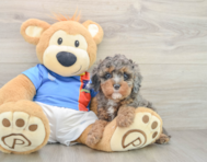 9 week old Cavapoo Puppy For Sale - Seaside Pups