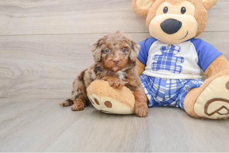 Cavapoo Puppy for Adoption