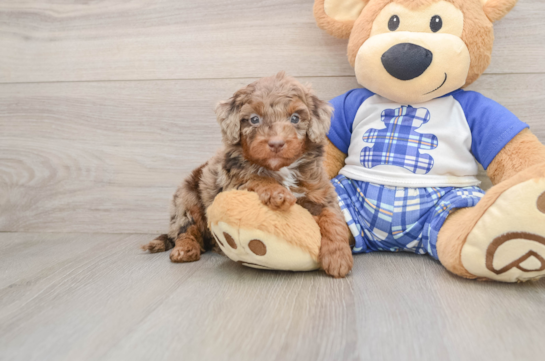 Cavapoo Puppy for Adoption