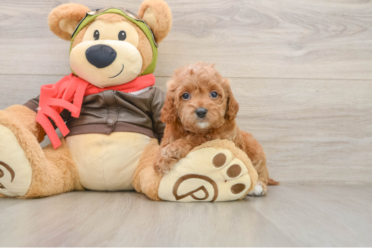 Hypoallergenic Cavadoodle Poodle Mix Puppy