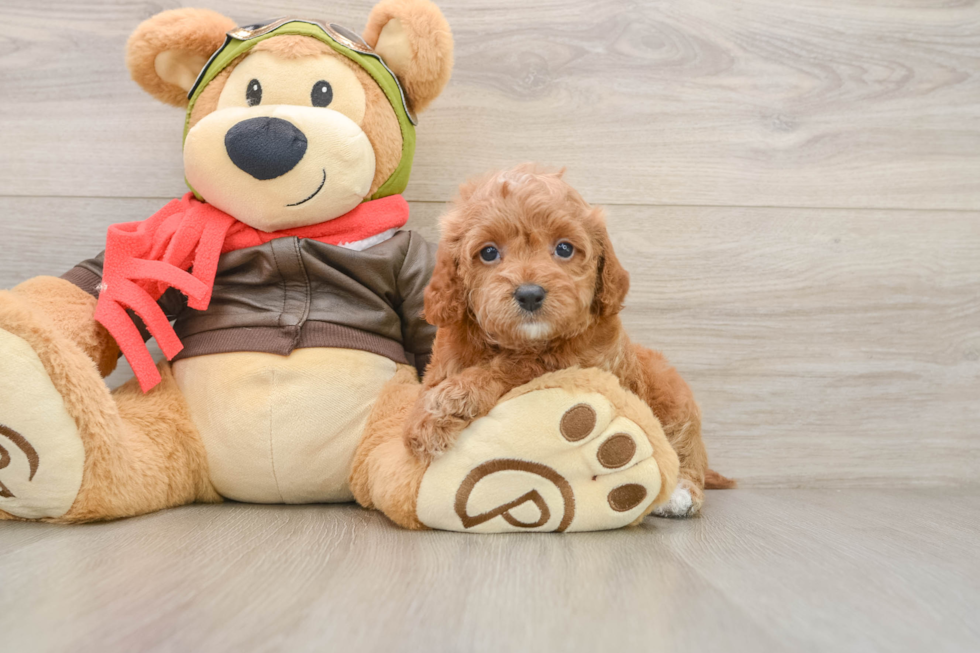 Hypoallergenic Cavadoodle Poodle Mix Puppy