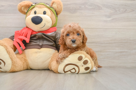 Hypoallergenic Cavadoodle Poodle Mix Puppy