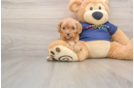 Smart Cavapoo Poodle Mix Pup