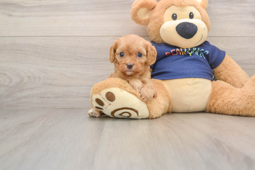 Smart Cavapoo Poodle Mix Pup