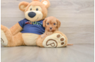 Cavapoo Pup Being Cute