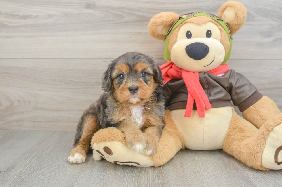 5 week old Cavapoo Puppy For Sale - Seaside Pups