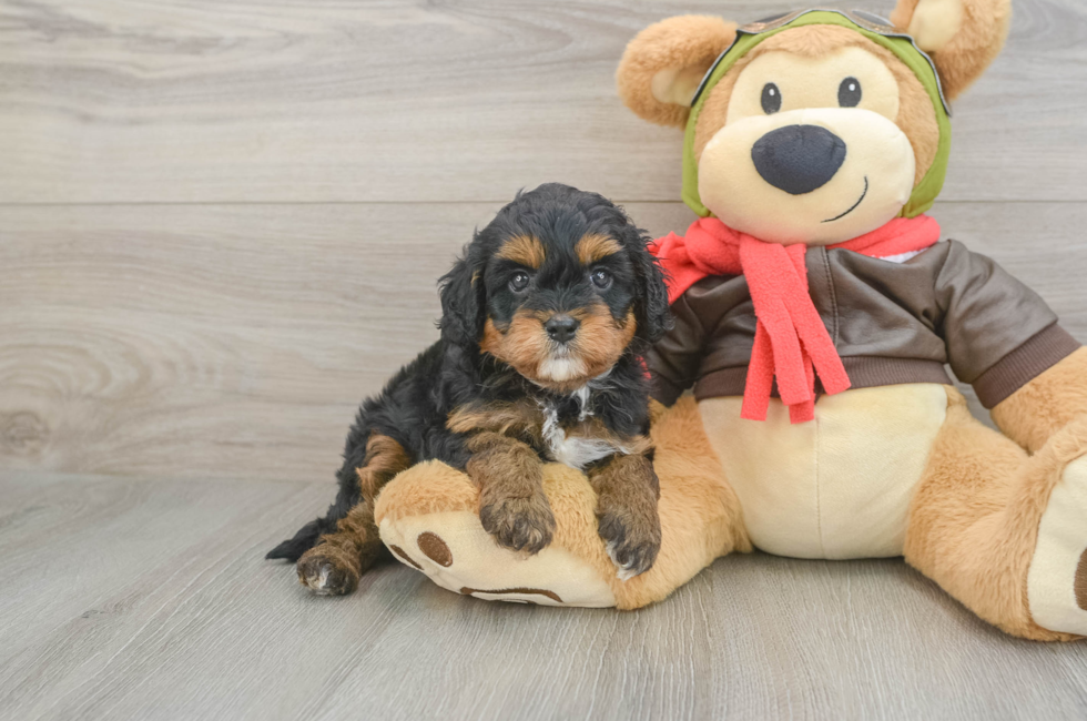 5 week old Cavapoo Puppy For Sale - Seaside Pups