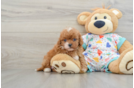 Funny Cavapoo Poodle Mix Pup