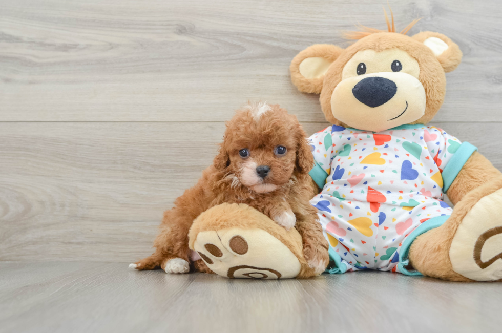 6 week old Cavapoo Puppy For Sale - Seaside Pups