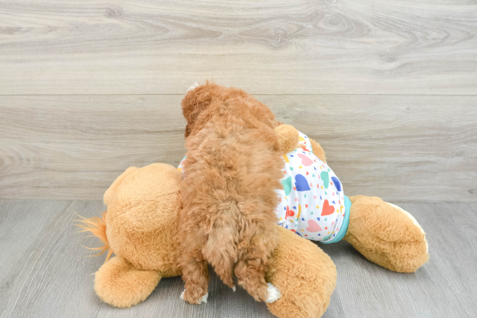 Small Cavapoo Baby