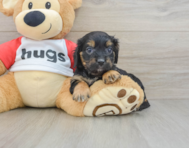8 week old Cavapoo Puppy For Sale - Seaside Pups