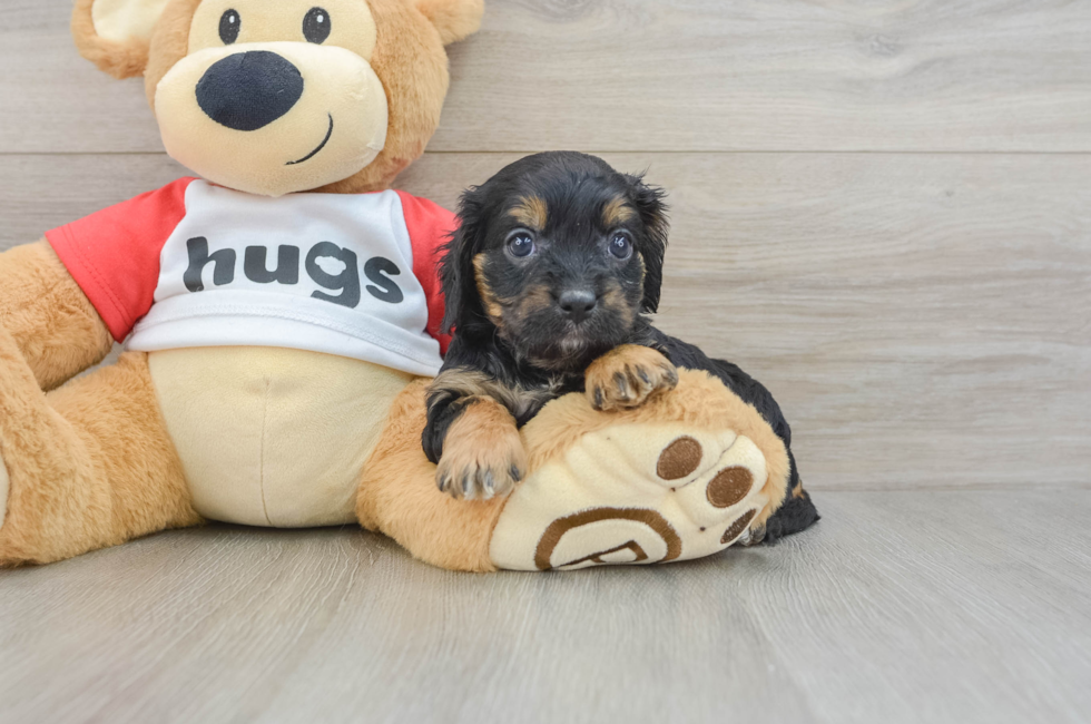 7 week old Cavapoo Puppy For Sale - Seaside Pups