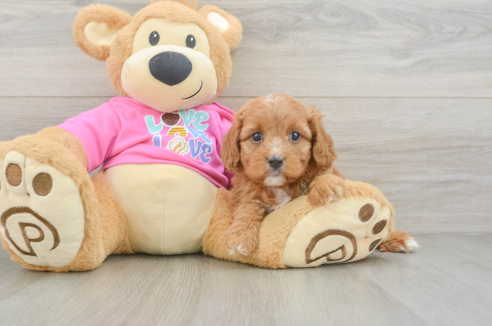 5 week old Cavapoo Puppy For Sale - Seaside Pups