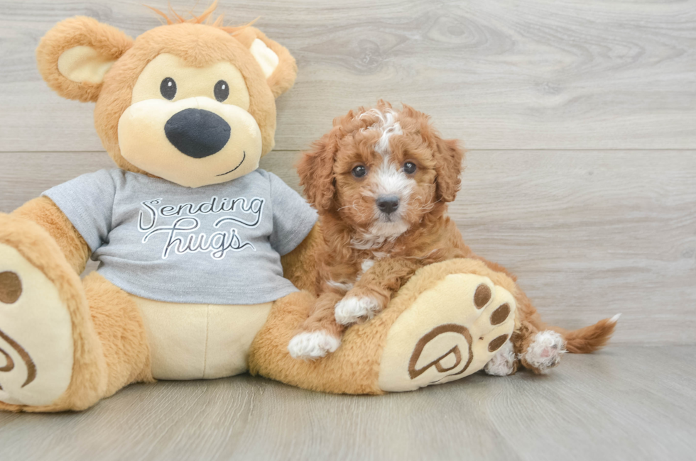 6 week old Cavapoo Puppy For Sale - Seaside Pups