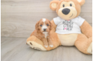 Cavapoo Pup Being Cute