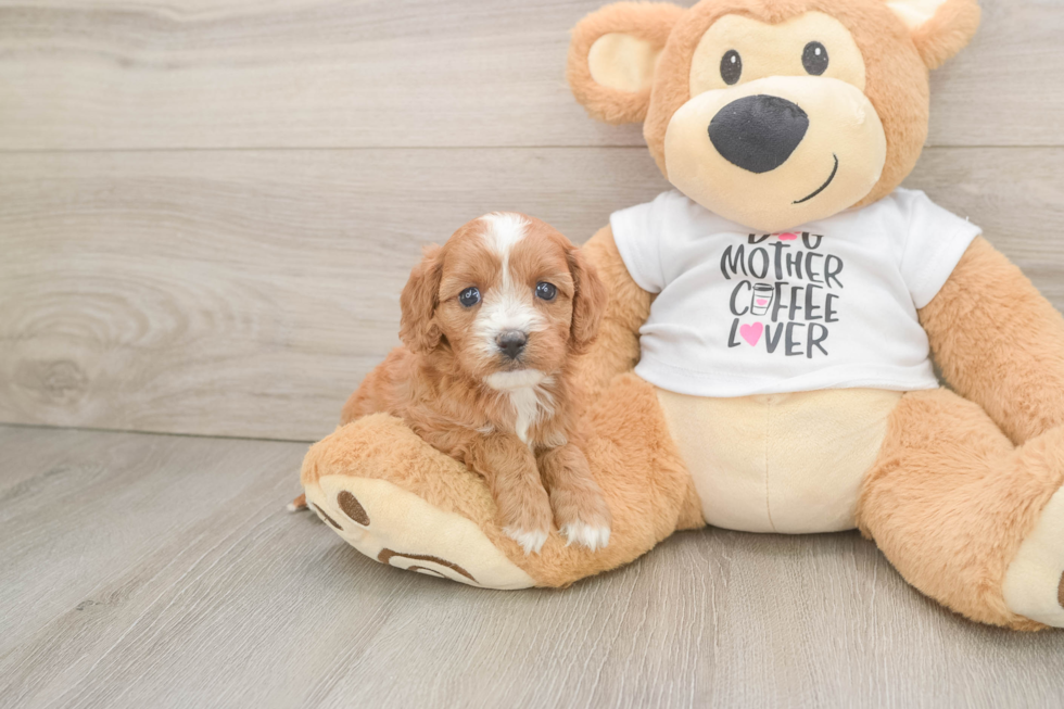 Cavapoo Pup Being Cute