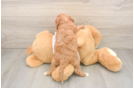 Cavapoo Pup Being Cute