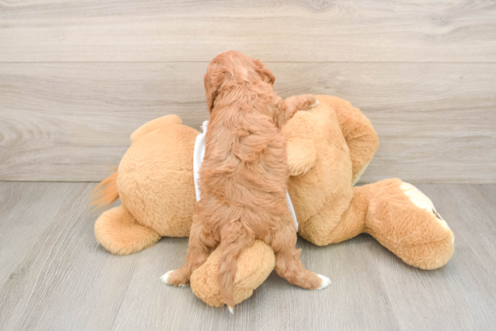 Cavapoo Pup Being Cute