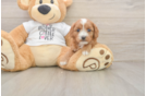 Friendly Cavapoo Baby