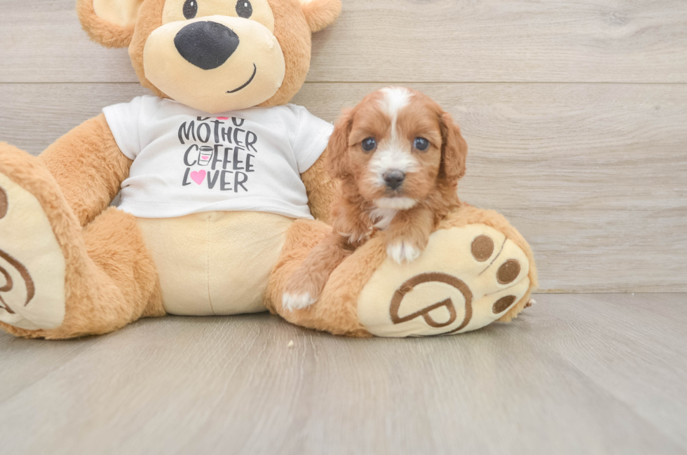 5 week old Cavapoo Puppy For Sale - Seaside Pups