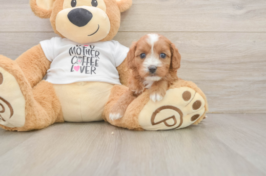 Friendly Cavapoo Baby