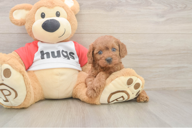 Cavapoo Puppy for Adoption