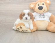 8 week old Cavapoo Puppy For Sale - Seaside Pups