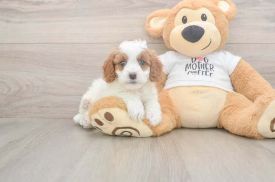 5 week old Cavapoo Puppy For Sale - Seaside Pups Cavapoo Pup Being Cute