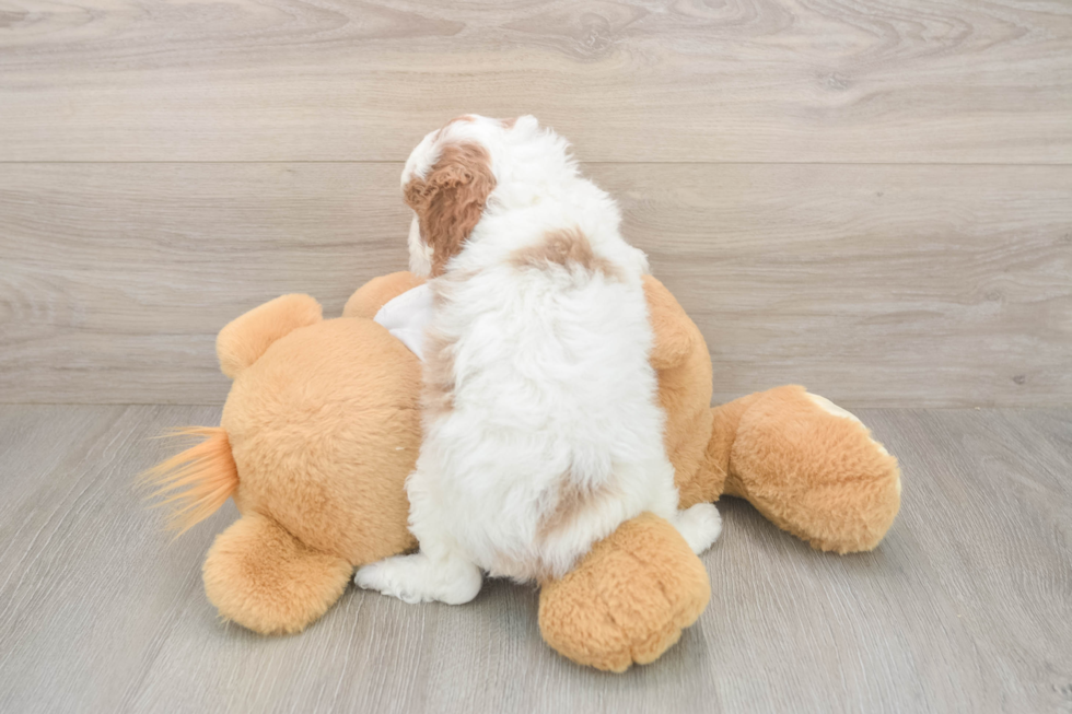 Meet Ellie - our Cavapoo Puppy Photo  3/3 - Seaside Pups Cavapoo Puppy for Adoption