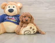 7 week old Cavapoo Puppy For Sale - Seaside Pups