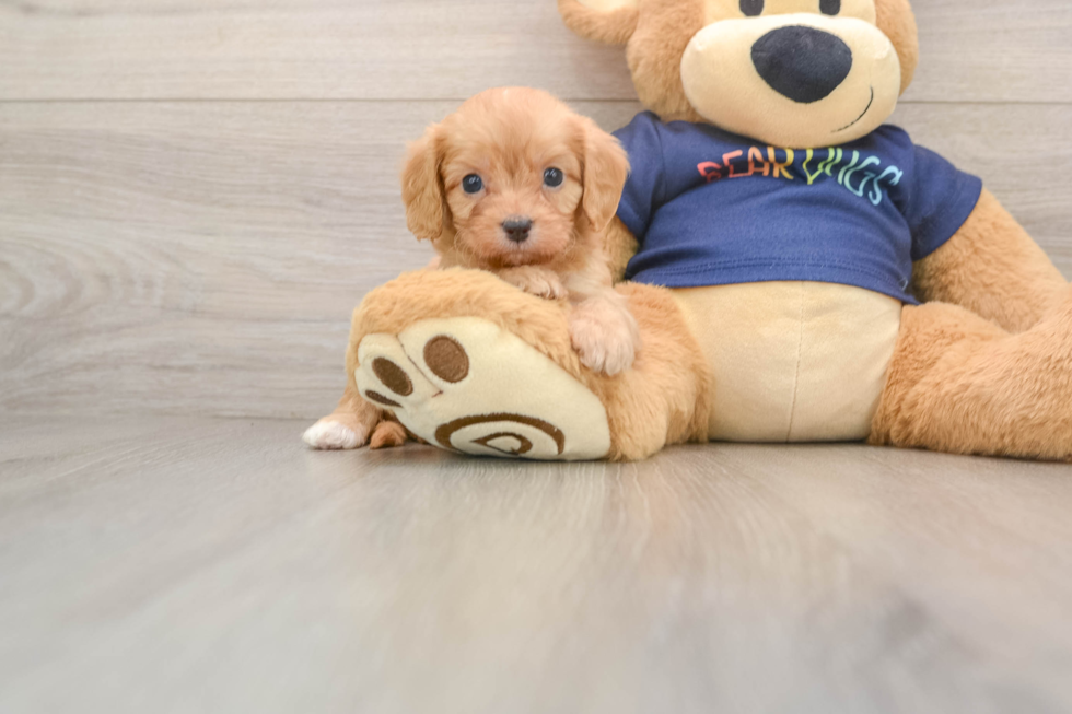 Cavapoo Puppy for Adoption