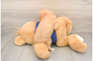 Cavapoo Puppy for Adoption