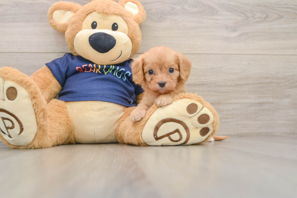 Sweet Cavapoo Baby