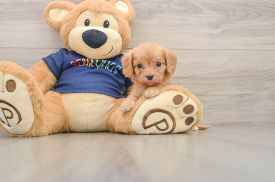 Sweet Cavapoo Baby