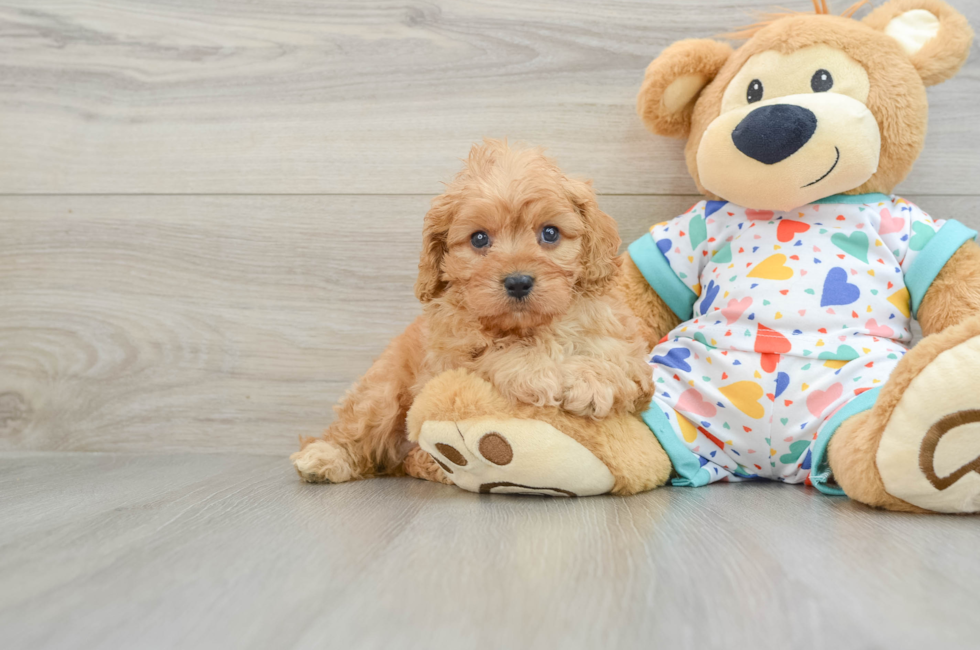 6 week old Cavapoo Puppy For Sale - Seaside Pups