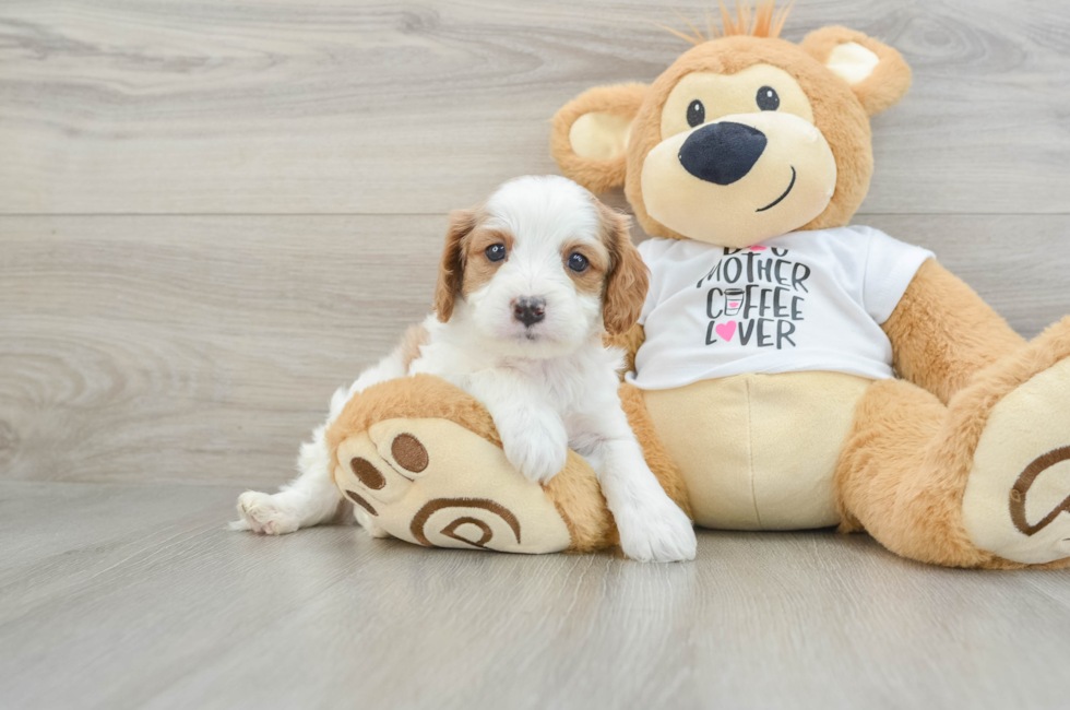 5 week old Cavapoo Puppy For Sale - Seaside Pups