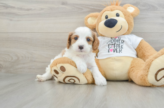 Little Cavipoo Poodle Mix Puppy