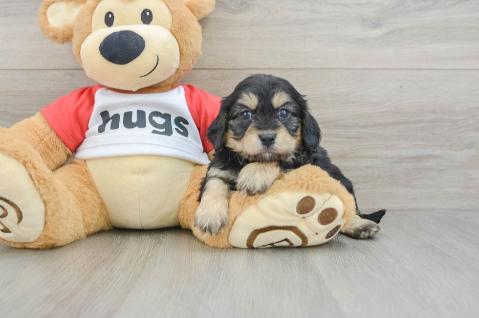 7 week old Cavapoo Puppy For Sale - Seaside Pups