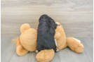 Cavapoo Puppy for Adoption