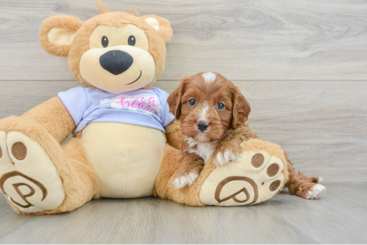 Best Cavapoo Baby