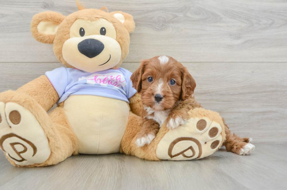 6 week old Cavapoo Puppy For Sale - Seaside Pups