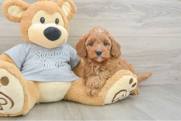 Happy Cavapoo Baby