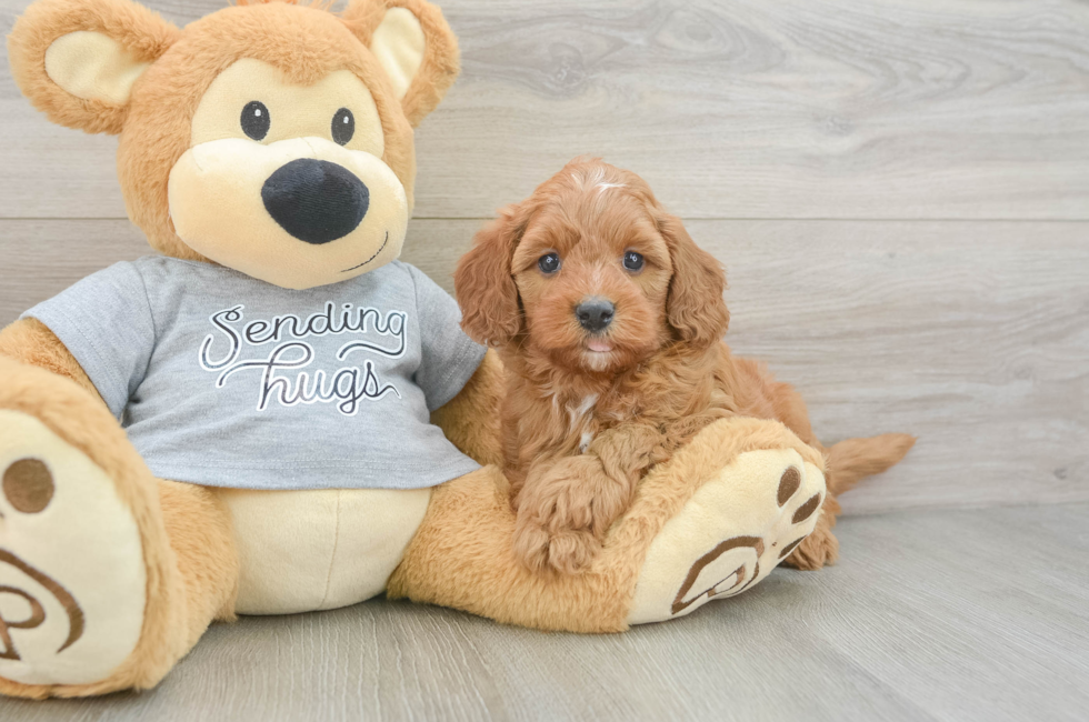 6 week old Cavapoo Puppy For Sale - Seaside Pups